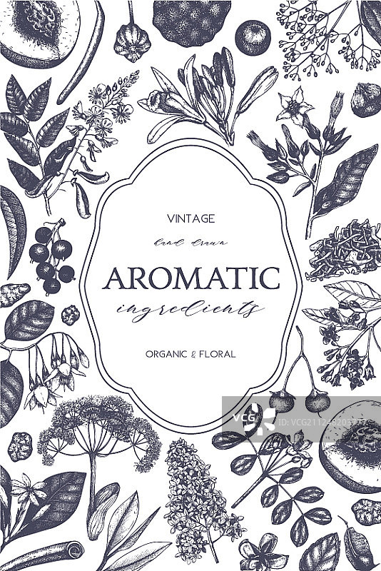 芳香草药植物设计图片素材