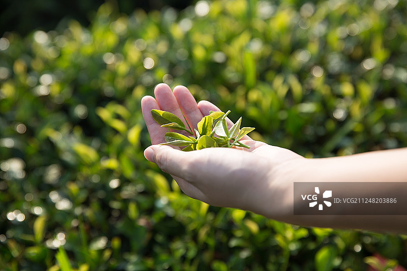 南方茶园摘茶图片素材