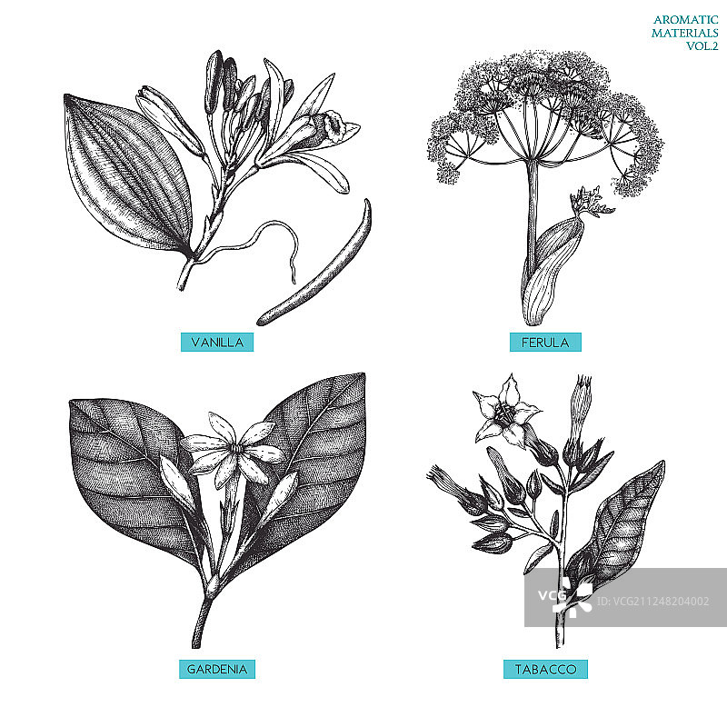 芳香药用植物套装图片素材