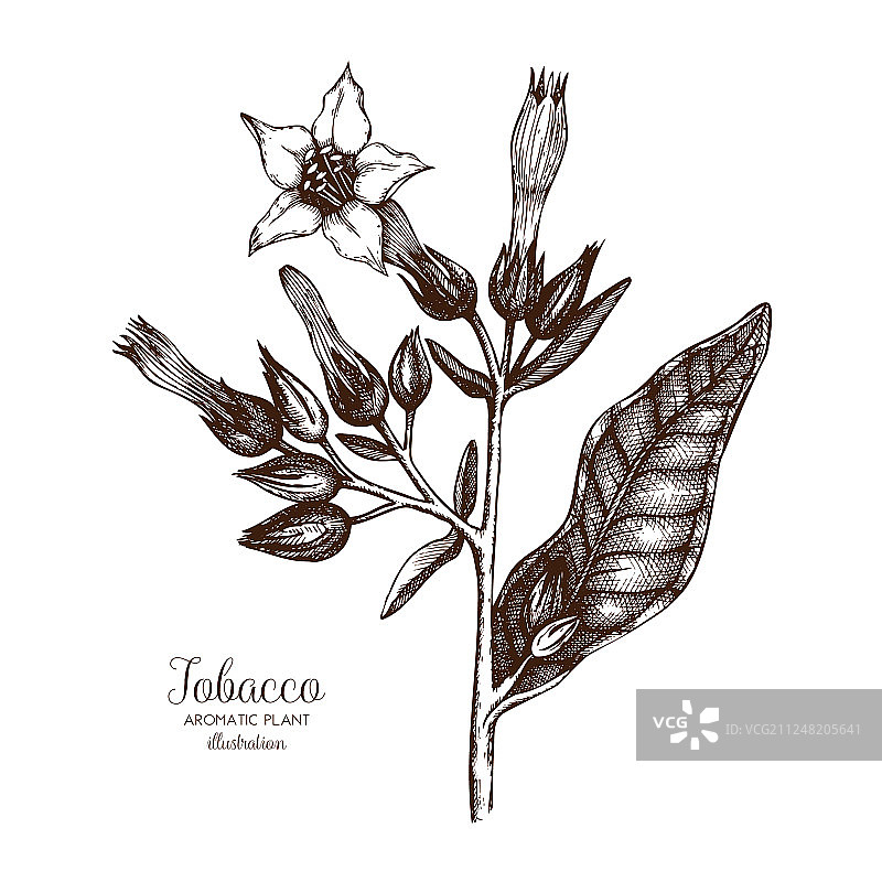 烟草植物素描图片素材