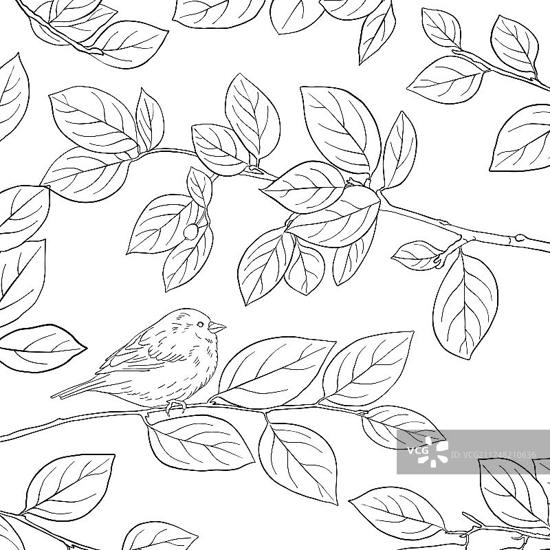 树枝上的鸟图片素材