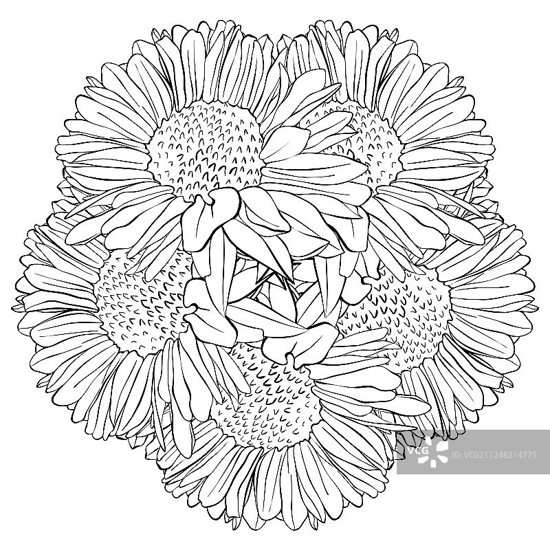 百合花绘画图片素材