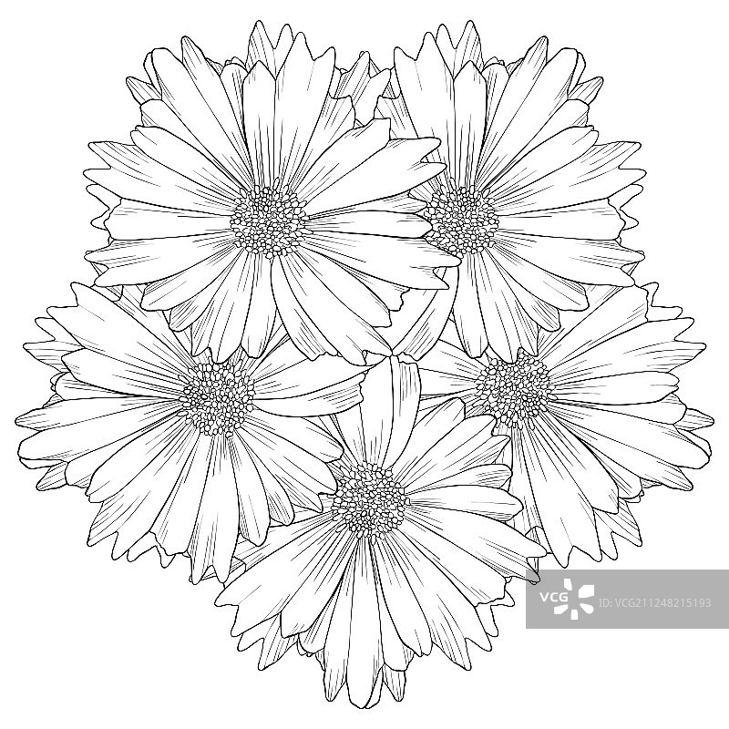 百合花绘画图片素材