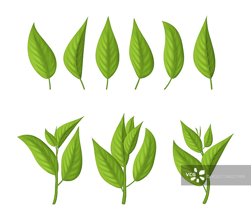 逼真3D绿茶叶模型图片素材