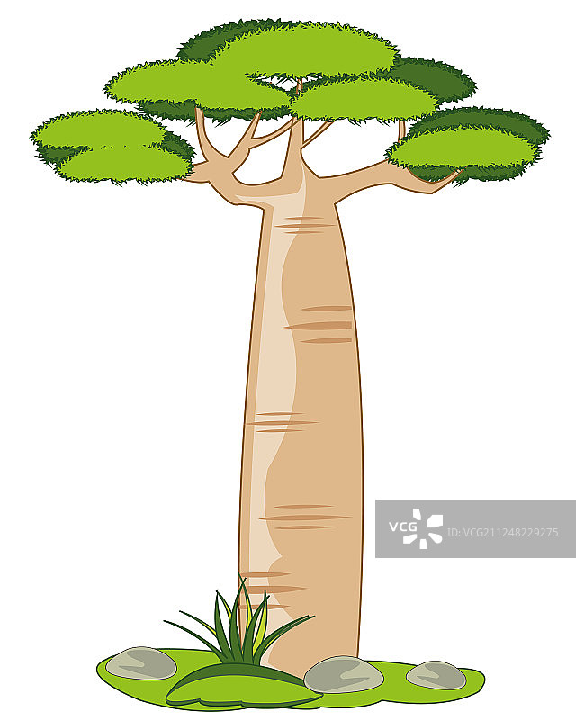 高大的异域非洲树木——猴面包树图片素材