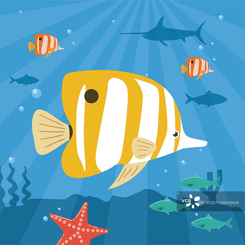 水下热带鱼铜带蝴蝶鱼图片素材