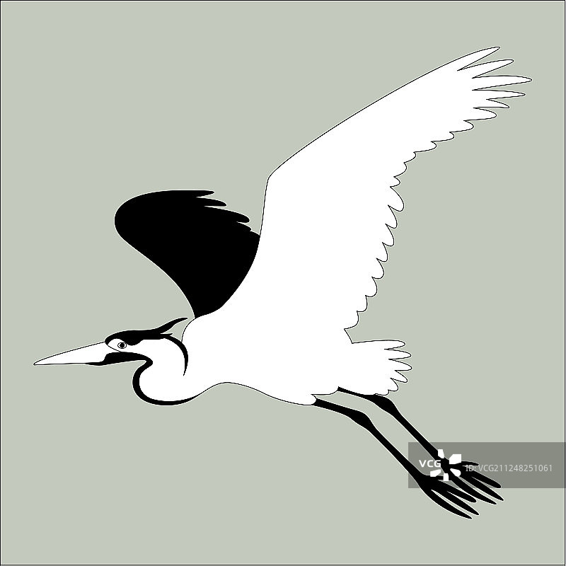 苍鹭飞行侧面轮廓图片素材