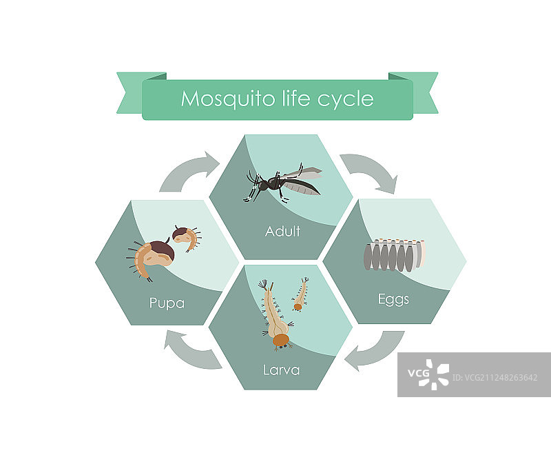蚊子从卵到成虫的生命周期图片素材