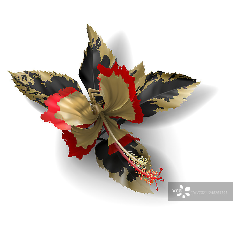 热带黑色和金色的叶子在黑暗的背景图片素材