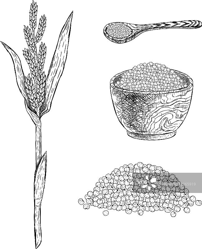 手绘小米草图图片素材