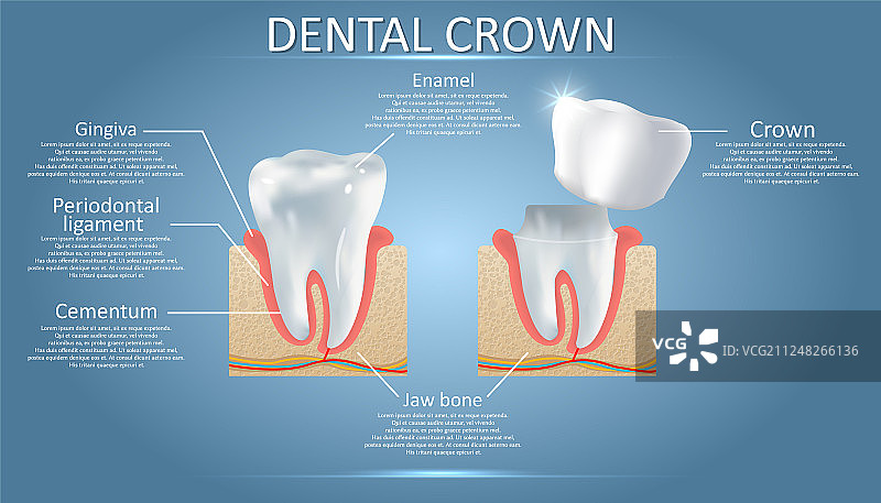 人类牙齿与牙冠教育图片素材