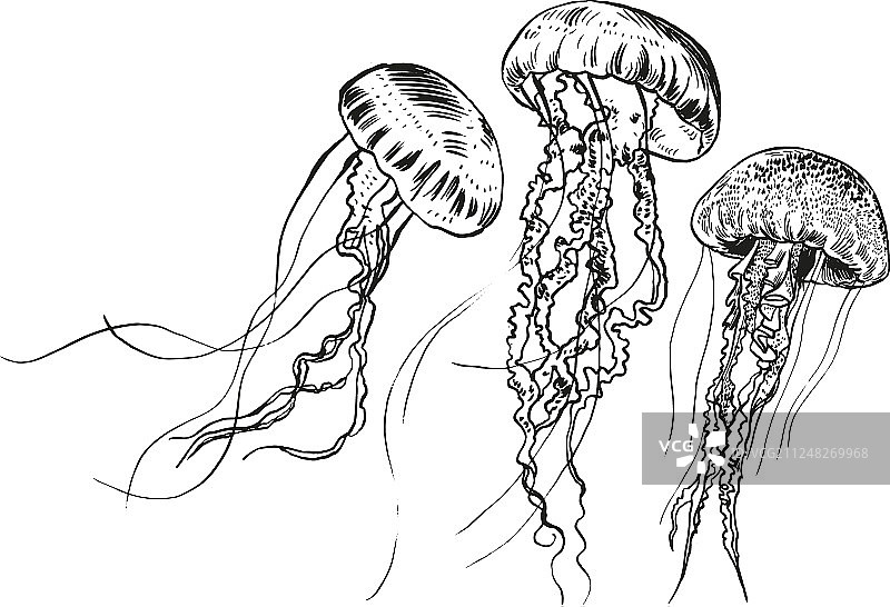 手绘水母海洋图片素材
