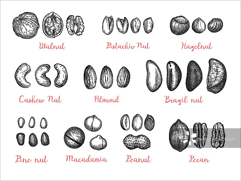 坚果大合集图片素材