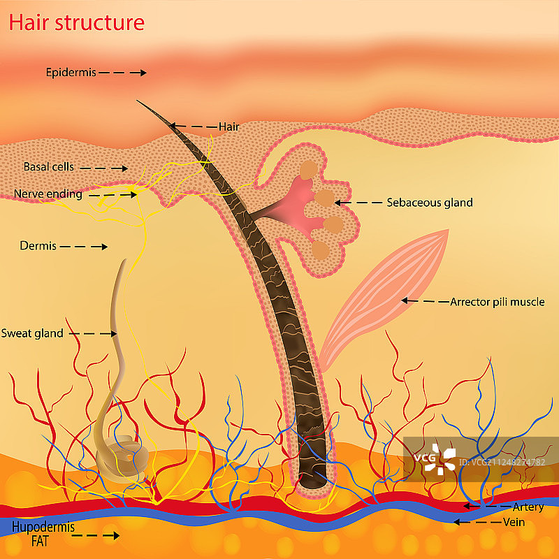 头部毛发的解剖结构图片素材