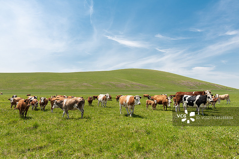 草原上的牛群图片素材