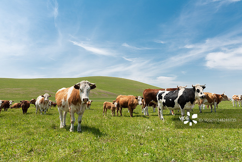 草原上的牛群图片素材