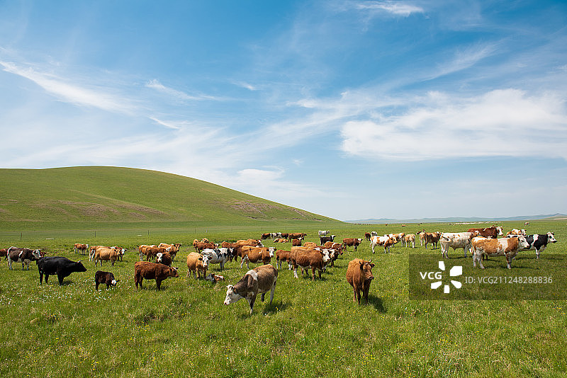 草原上的牛群图片素材