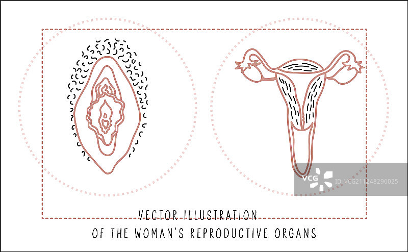 女性生殖器官解剖结构图图片素材