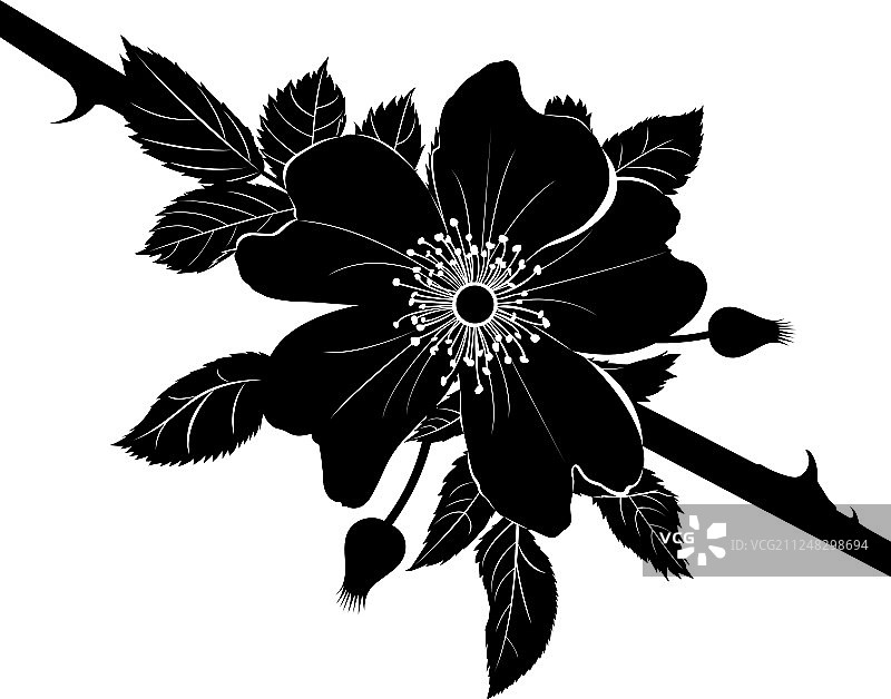 狗尾草图片素材