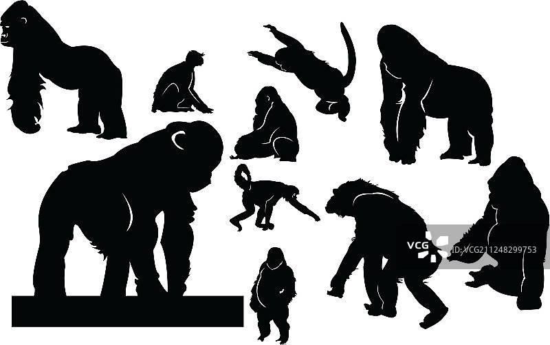 灵长类动物：猴子、猩猩、黑猩猩、红毛猩猩图片素材
