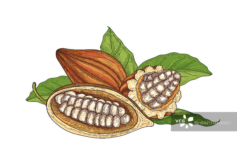 完整的和切开的成熟水果彩色自然绘画图片素材