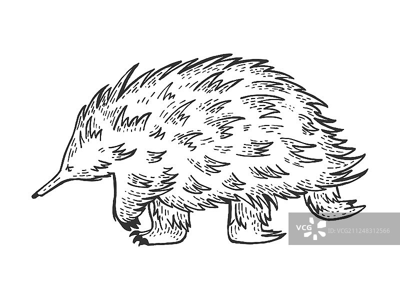 短吻针鼹动物素描雕刻图片素材