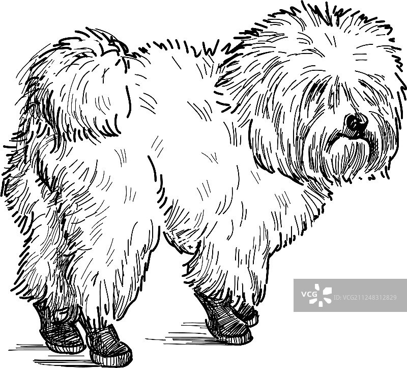 伴侣犬图片素材