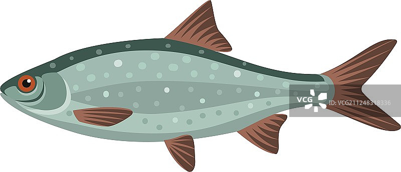 普通鰟鮍鱼图片素材