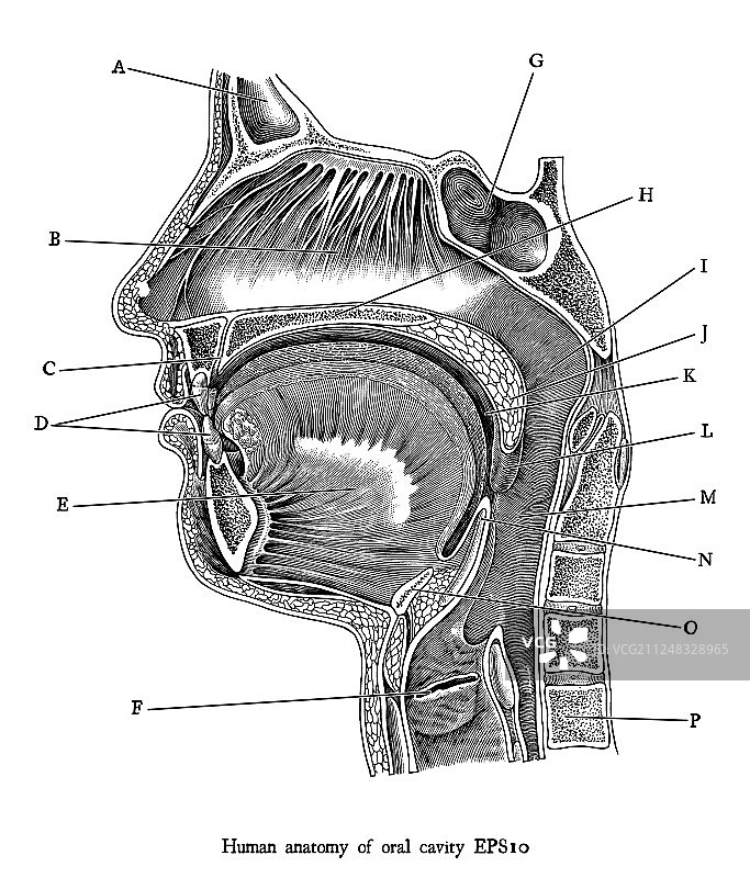 古董雕刻人体的口腔图片素材