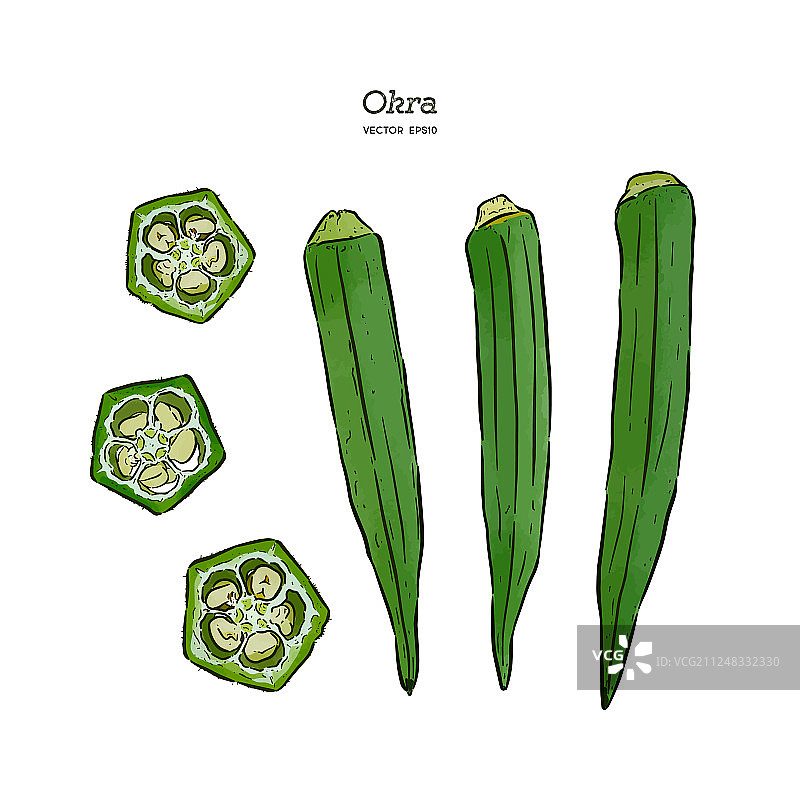 手绘秋葵素描图片素材