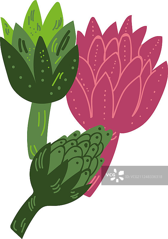 不同品种的新鲜洋蓟蔬菜图片素材