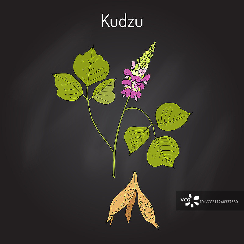 葛藤中药植物图片素材