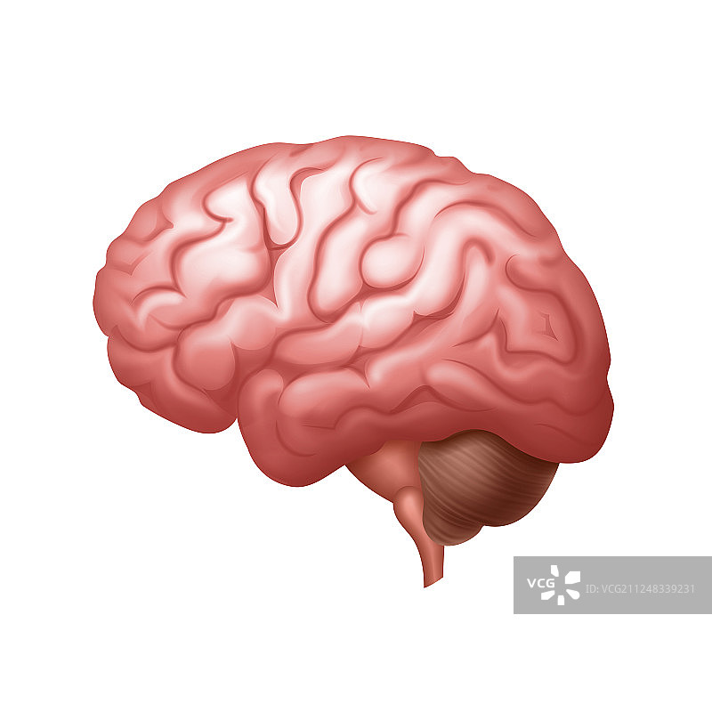 粉色人脑侧面特写图片素材