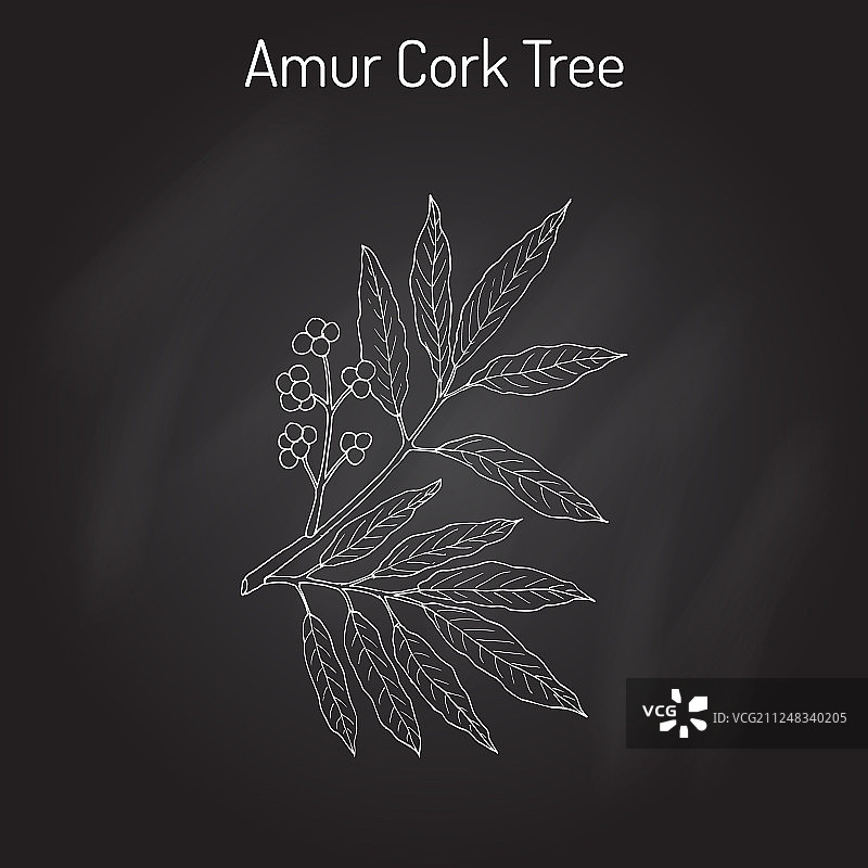 黄檗树图片素材