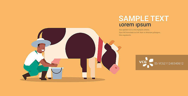 在桶里给奶牛挤奶的非裔美国男农民图片素材