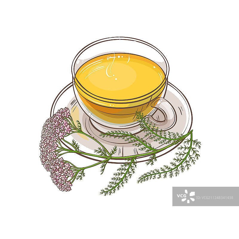 蓍草茶图片素材