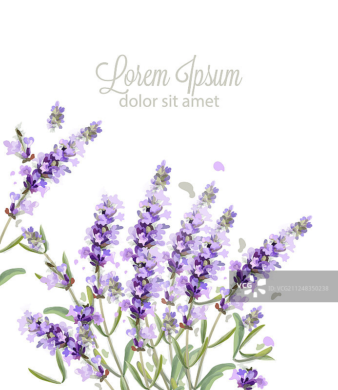 薰衣草水彩花卉卡片图片素材
