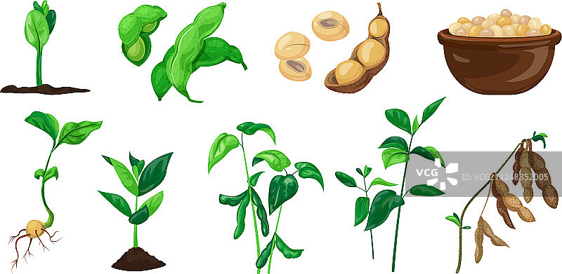 卡通风格的大豆图标合集图片素材