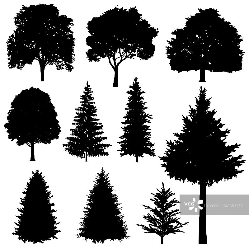 森林针叶阔叶树木图片素材