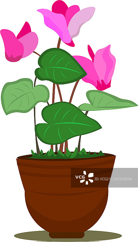 仙客来花盆图片素材