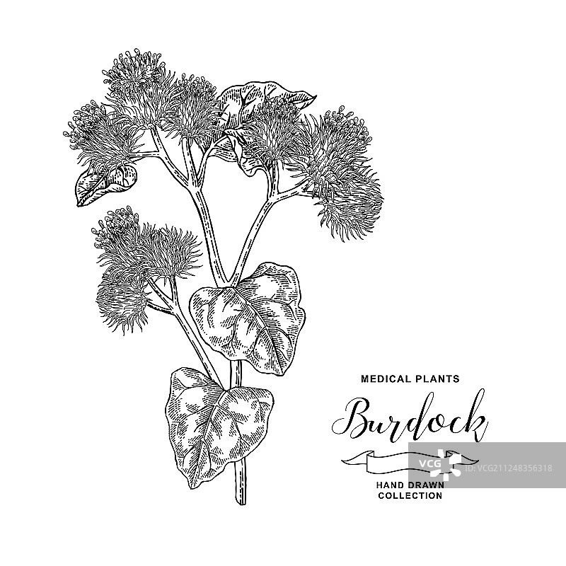 手绘牛蒡枝药用植物图片素材