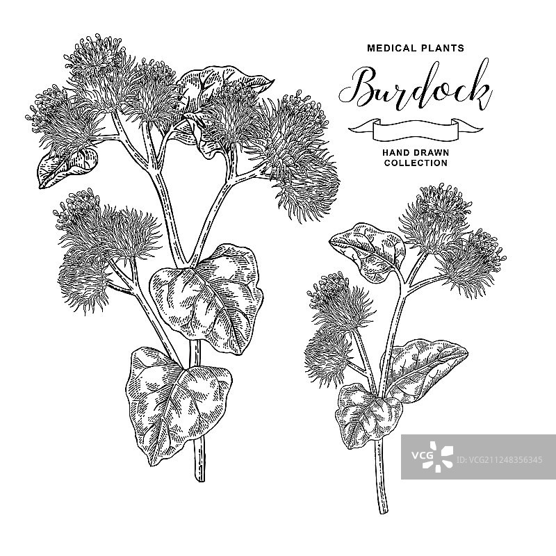 手绘牛蒡枝药用植物图片素材