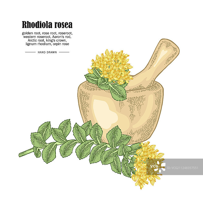 红景天枝条与木碗图片素材