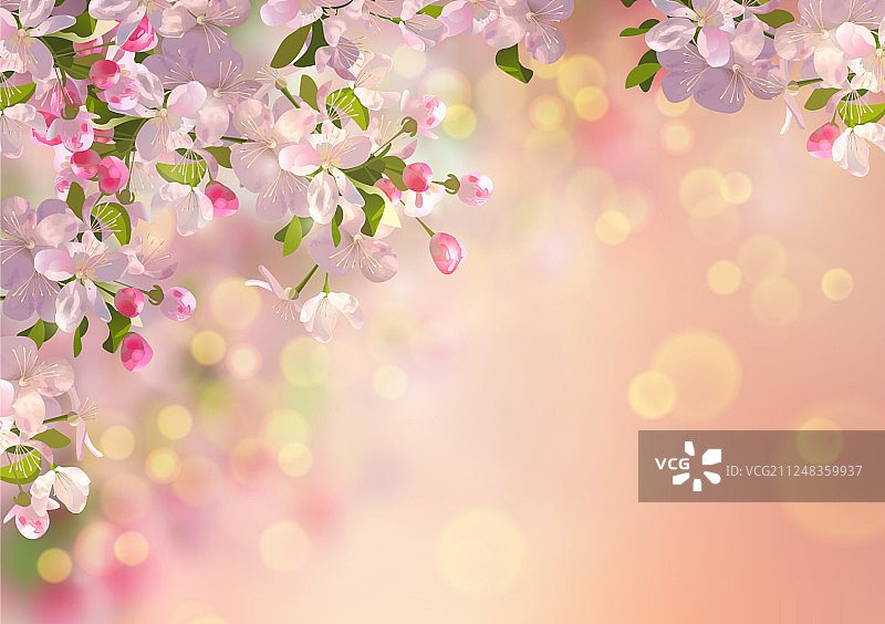 春天苹果花图片素材