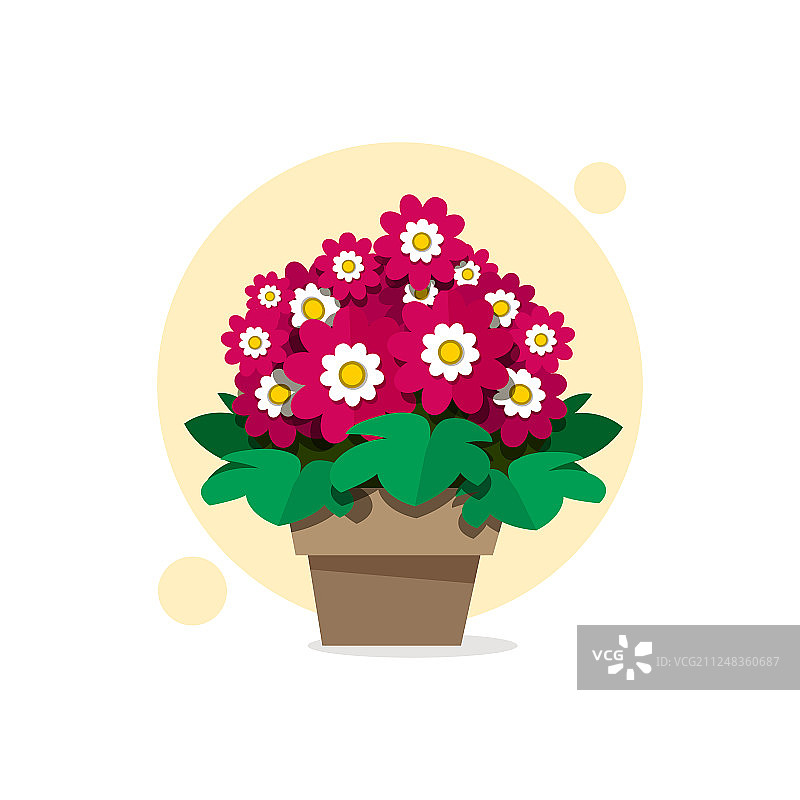 花盆里美丽的春季花卉瓜叶菊图片素材