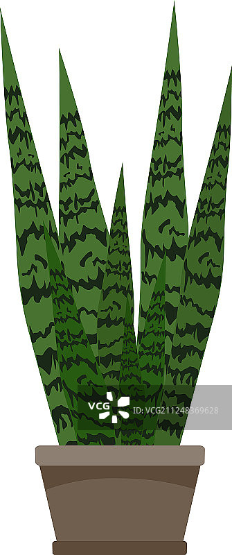 虎尾兰绿色盆栽图片素材