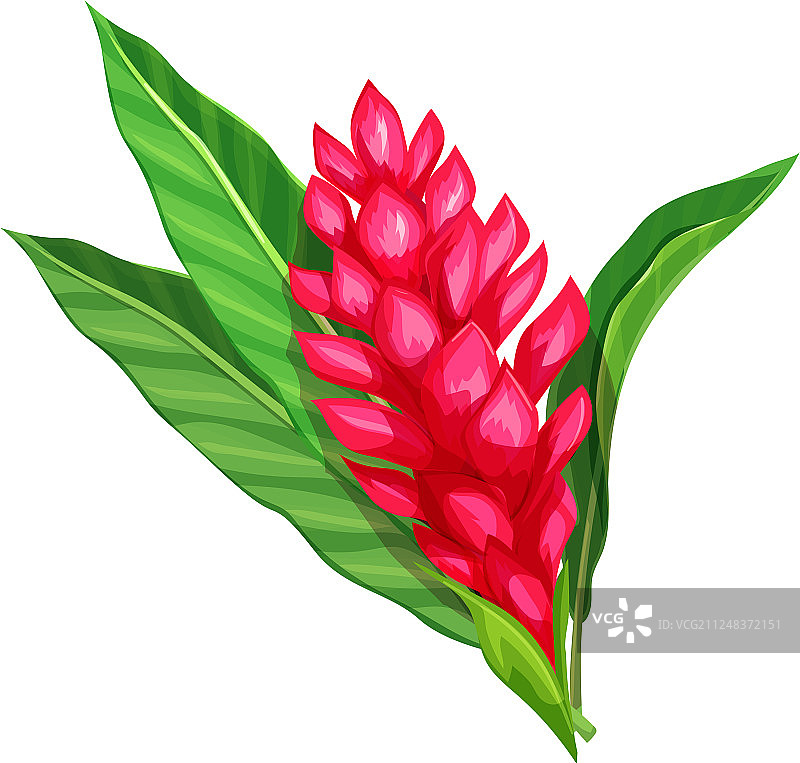 姜花热带花卉图片素材