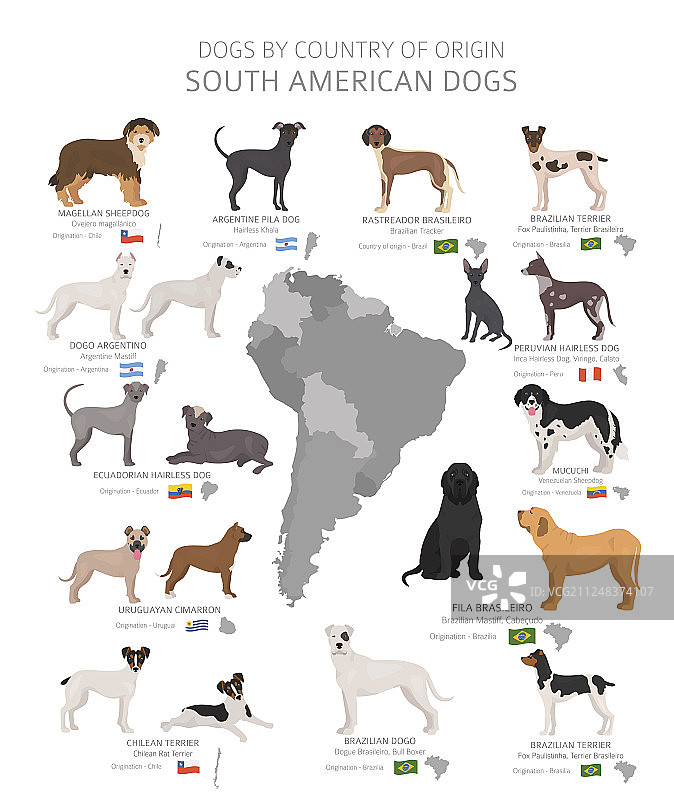 原产于南美洲的犬类品种图片素材