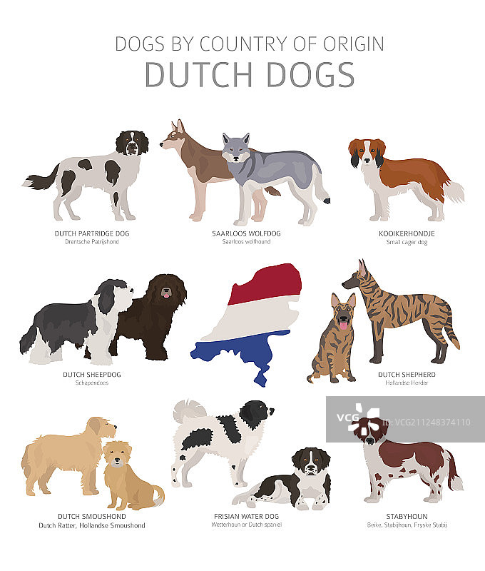 原产于荷兰的犬图片素材