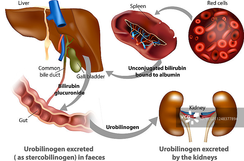 胆红素代谢图片素材